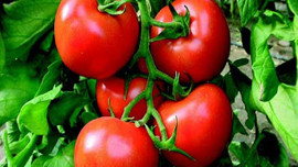 Domates fiyatları düşecek...