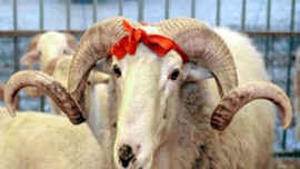 Kurban bedelleri açıklandı! İşte fiyatlar