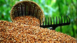 Fındık ihracatının yarısı Trabzon'dan!