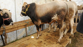 Satılamayan kurbanlıkları ESK alacak