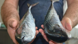 Ordu'da palamut 2 liraya düştü