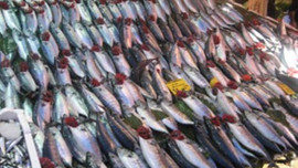 Palamudun tanesi 5 liraya düştü