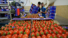 Rus firmalarından yaş sebze meyve talepleri gelmeye başladı