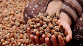 Fındık üreticilerine de destek geldi! 170 lira verilecek