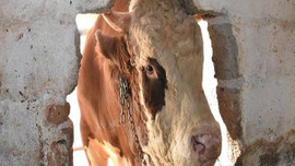 Bu damızlığın fiyatı 40 bin lira