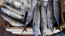 Palamut bolluğu balıkçıların yüzünü güldürdü