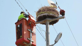EPDK’dan göçmen kuşlar için özel bütçe!