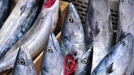 Balıkta rekor! Bir gecede 7 bin kasa palamut avlandı