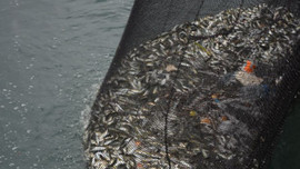 3 günde 25 kamyon palamut avladılar