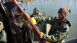 Fırtına sonrası Karadeniz'de hamsi bolluğu