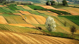 Hazine'ye ait tarım arazilerine doğrudan satış yolu!