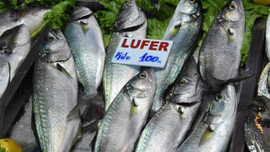 Palamut rekor üstüne rekor kırıyor!