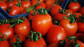 Yasağın bitiş tarihi öne çekildi