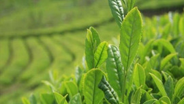 Türkiye'de yok satıyor