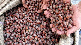 Üreticiye müjde! 1 milyarlık fındık