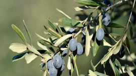 Gemlik zeytini Katar yolcusu