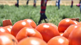 Rusya'dan domatese yeşil ışık!