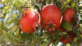 Yaş meyve sebze ihracatında artış