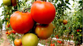 Jeotermal serada domates