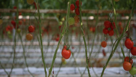 Organik tarımda hedef büyüdü