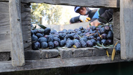 Zeytin üreticisinin yüzü gülüyor