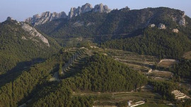 Fransa'da bağ alacaktı komşu engeline takıldı!