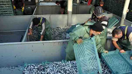 Balıkçılar 300 ton hamsi ile döndü