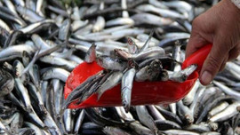 Kilosu 1,5 liraya düştü!