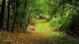 Ormanlara ibadethane yapılabilecek