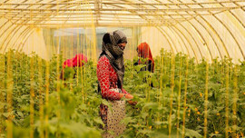 Göçmen kadınların istihdamı için sera açıldı