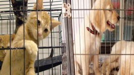 Kedi ve köpeğini sokağa atana ceza!