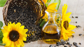 Rusya'ya ayçiçek yağı hamlesi