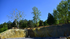 Çınar ağacı için 2,5 milyon liralık proje değişti