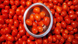 Zam şampiyonu domates