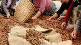 Fındık üreticisi rahat nefes aldı