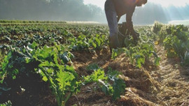 Terör mağduru çiftçiye yeni düzenleme