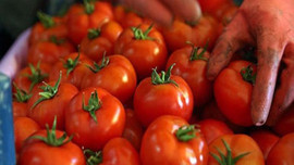 Halde 2,5 pazarda 10 lira