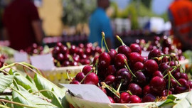 Ramazanda en çok kiraz ucuzladı