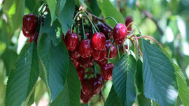 Rusya'ya 5 milyon dolarlık kiraz ihracatı