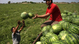 Kilosu 5 liradan 60 kuruşa düştü!