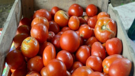 Kilosu 1 liraya düştü!