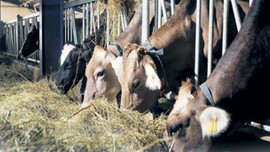 Etin fiyatı 9 TL inecek