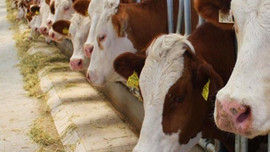 Kurban fiyatlarına tedbir!