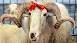 Kurbanlık fiyatları için kritik adım!