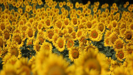 Yağışlar çiftçiyi güldürdü