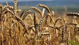 Bir yılda üretildi şimdiden tükendi!