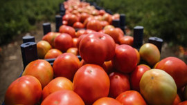 Zam şampiyonu şimdi 30 kuruşa!