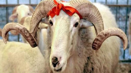 Bu bayram kurbanlıklar cep yakacak!