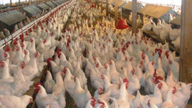 19 piliç şirketine ceza yağdı!