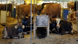 Büyükbaşların kilosu 18 lira!